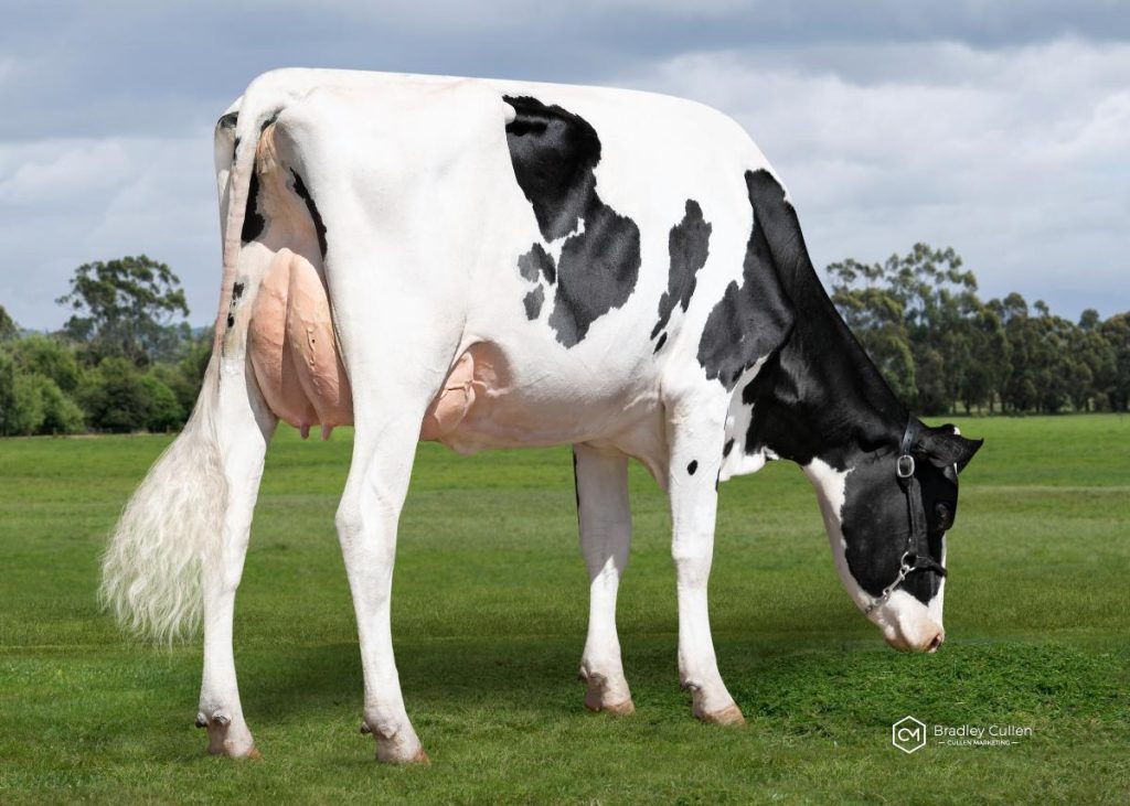 SILVERLINE - Product Image