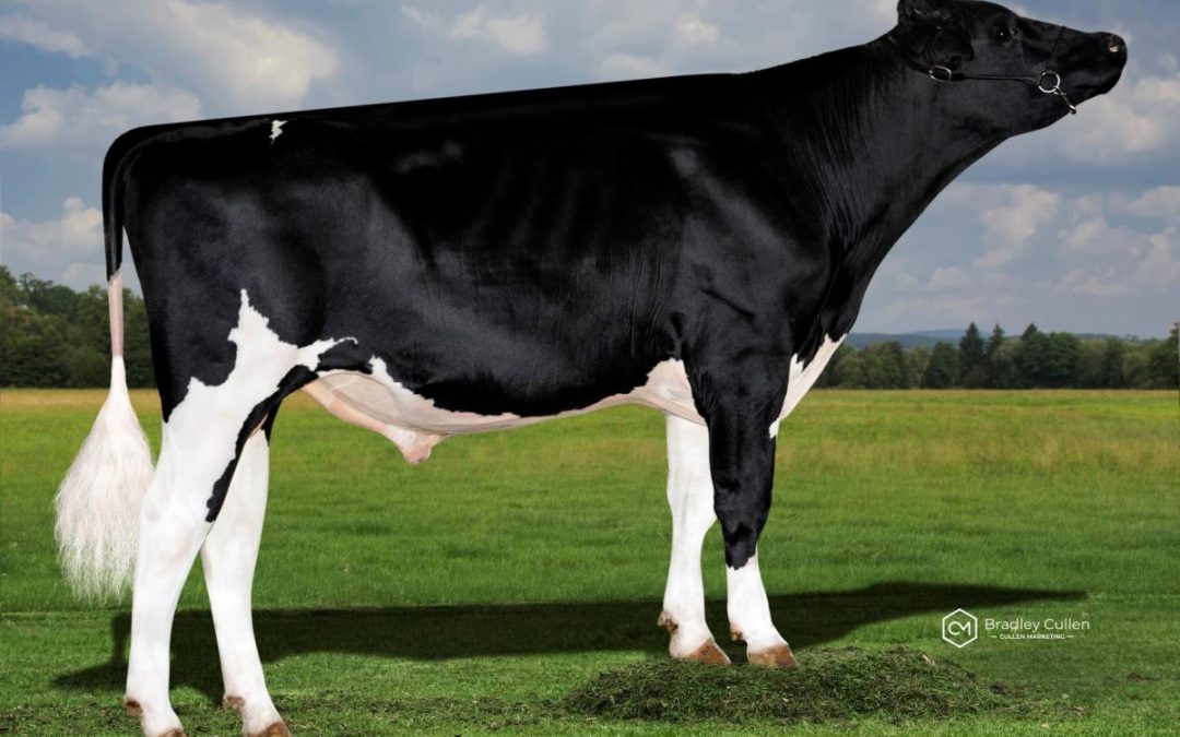 A bull for every breeding goal in April ABV release