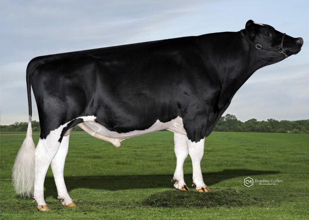 SUPERDAVE - Product Image