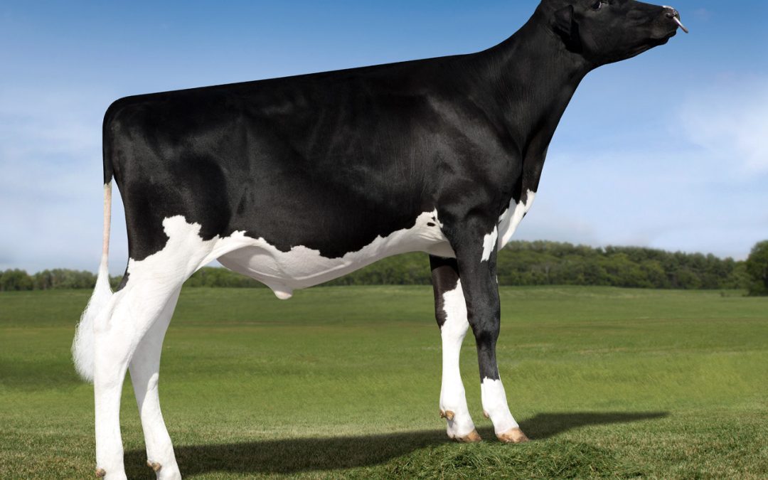 Jetstream Genetics deliver a powerful lineup