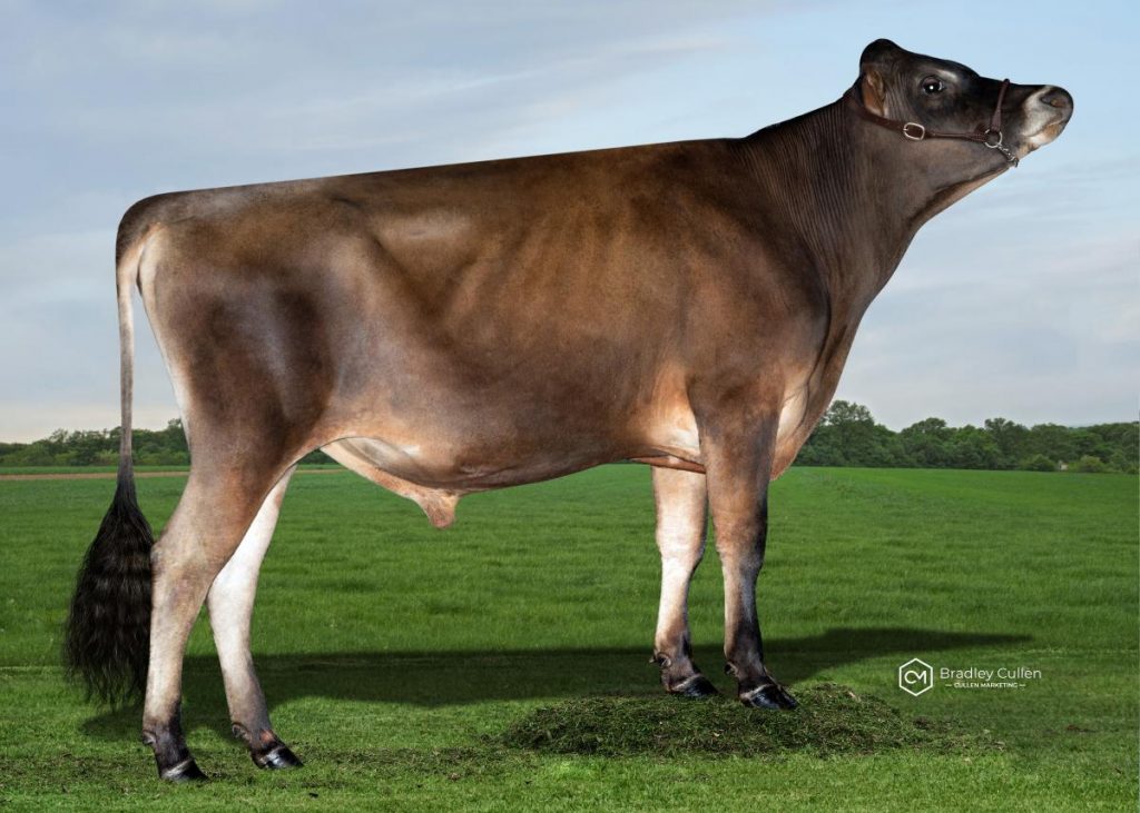 TRECKER - Product Image